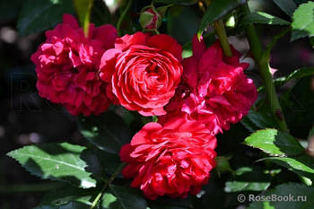 Штамбова троянда "Лола Старлет"