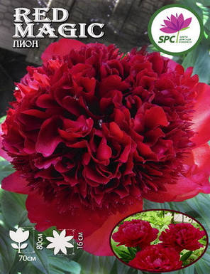 Півонія трав'яниста Red Magic, фото 3