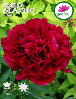 Півонія трав'яниста Red Magic, фото 4