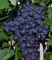 Саженцы винограда сорт Забава