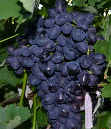 Саджанці винограду сорт Забава, фото 2
