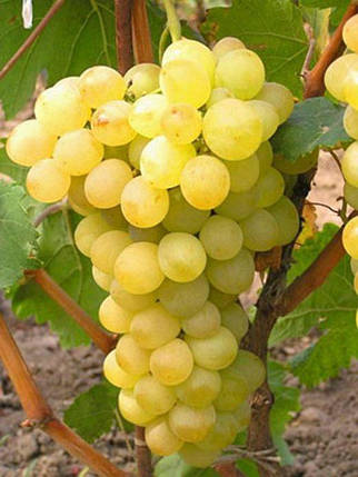 Саджанці винограду сорт Галахад, фото 2
