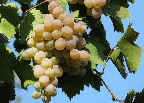 Саджанці винограду сорт Бьянка, фото 1