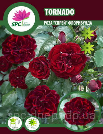 Роза бордюрна, спрей Tornado