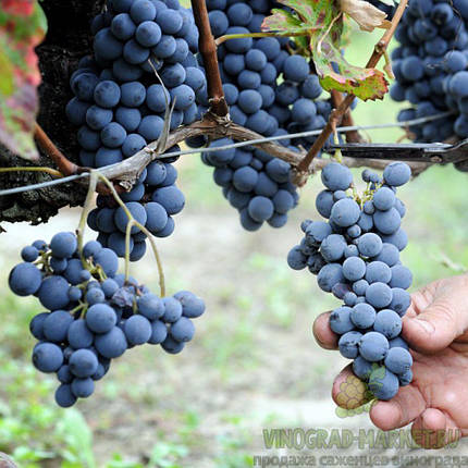 Саджанці винограду сорт Маркетт, фото 2