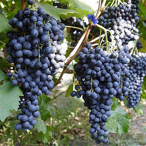 Саджанці винограду сорт Красень, напівупакований, фото 2
