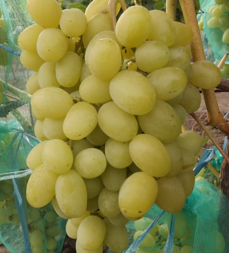Саджанці винограду сорт Конвалія, напівупакований
