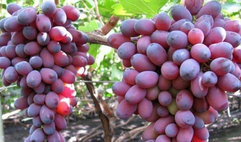Саджанці винограду сорт Кармакод