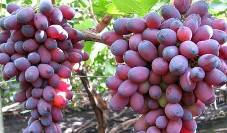 Саджанці винограду сорт Кармакод, фото 2