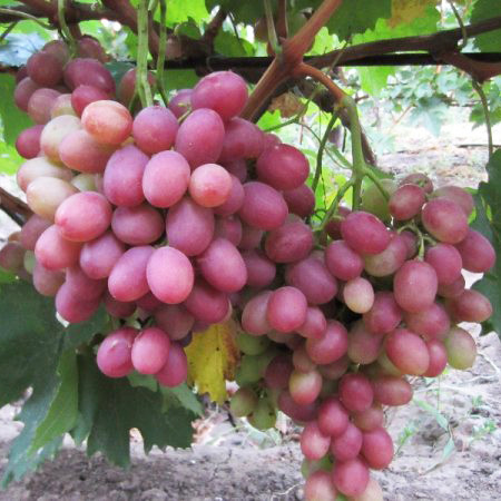 Саджанці винограду сорт Рубіновий Ювілей