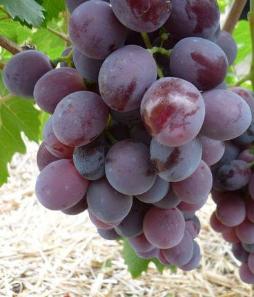 Саджанці винограду сорт Нінель, фото 2