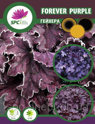Гейхера Forever Purple