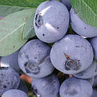 Саджанці Лохини Нельсон (Nelson) - пізня, урожайна, зимостійка (2-х річна) С1, фото 2