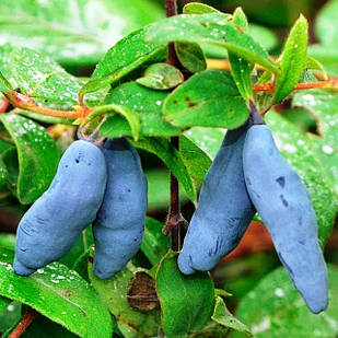 Саджанці жимолості їстівної Захват - середньо-рання, крупноплідна, десертна