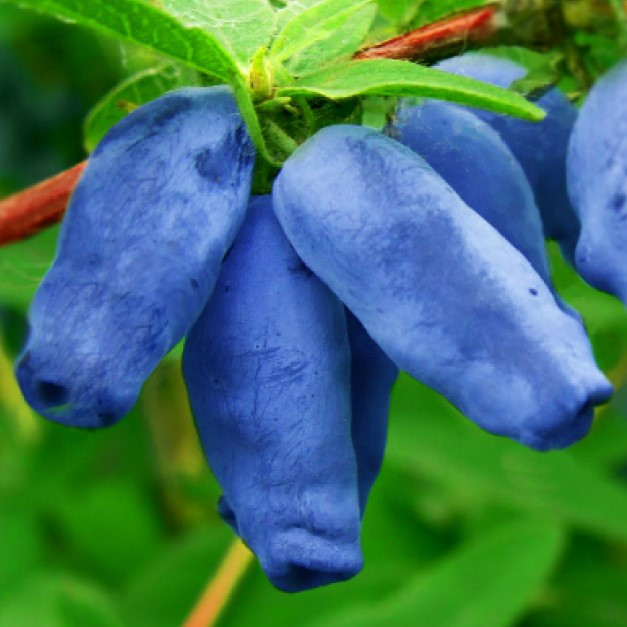 Купить Саженцы жимолости съедобной Уссульга - средняя, крупноплодная ...