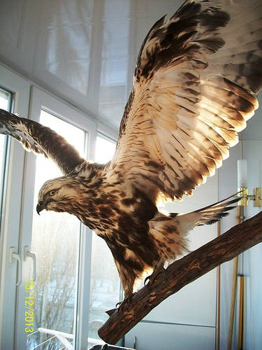 Купить Чучело орла на стену 01, цена 3270 грн — Prom.ua (ID#4748928)