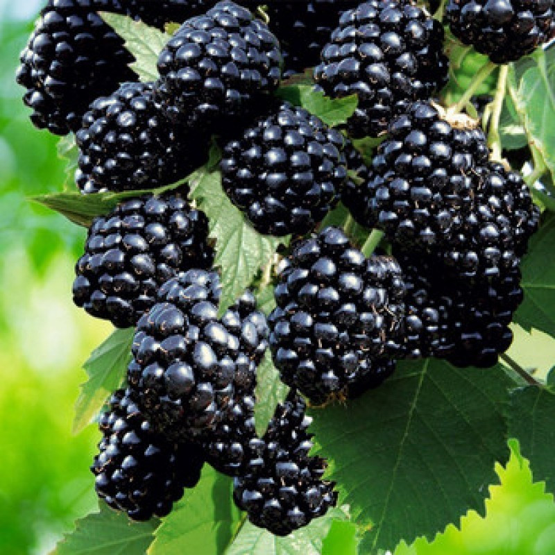 Саджанці ожини Безшипна Врожайна - середнього терміну, безшипна, транспортабельна, врожайна, фото 1