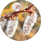 Зображення квітки крапель доктора Баха Aspen Зображення квітки Aspen