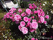 Саджанці троянди "Берлебург", фото 3