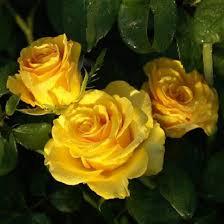 Троянда чайно гібридна Керіо, фото 1