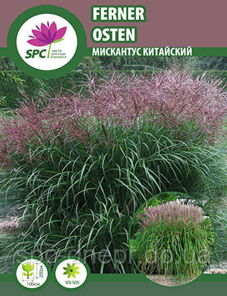 Міскантус Ferner Osten, фото 1