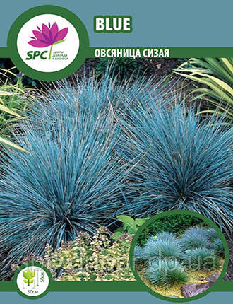 Костриця блакитна Blue