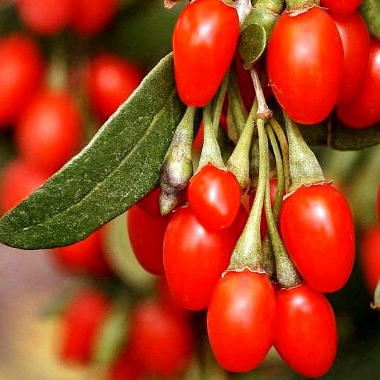 Саджанці Годжі Біг Беррі (Big Berry) - середня, крупноплідна, ремонтантна Р9