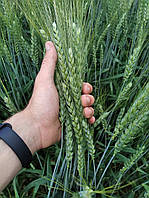 Семена Австрия мягкая озимая пшеница Емерино от группы компаний "RWA Raiffeisen Ware Austria AG"