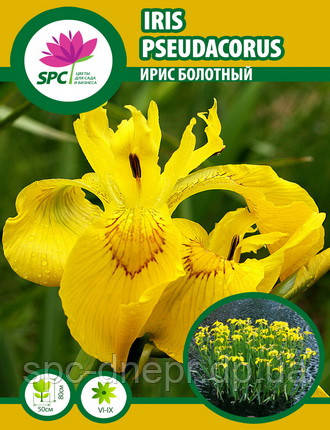 Ірис болотний, фото 1