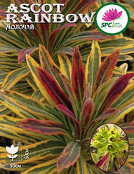 Молочай Ascot Rainbow