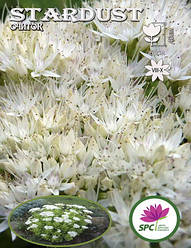Очиток(седум) Stardust