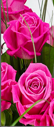 3D фотошпалери "Рожеві троянди"