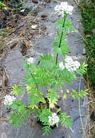 Валеріана лікарська. Саженці в контейнерах Д12.