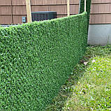 Зелений Рулонний паркан сітка, Альтернатива живій огорожі, фото 3