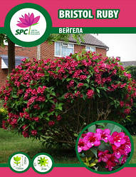 Вейгела Bristol Ruby