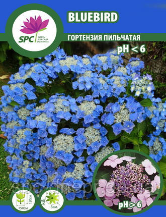 Гортензія пилкова Bluebird