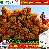 Насіння перцю ЯНІКА F1, пакет 500 насіння, ТМ Kitano Seeds (Нідерланди), фото 3