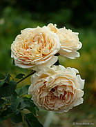 Саджанці троянди  "Дені Ханн", фото 2