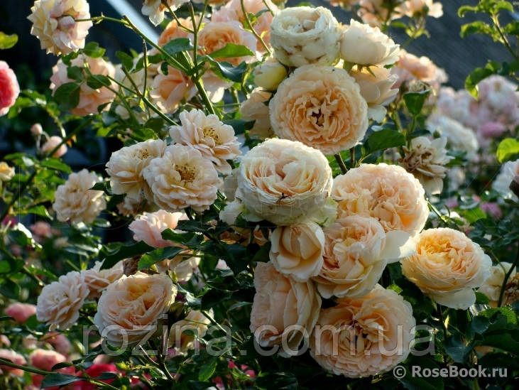 Саджанці троянди  "Дені Ханн"