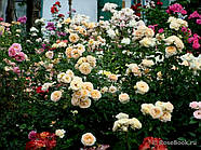 Саджанці троянди  "Дені Ханн", фото 4