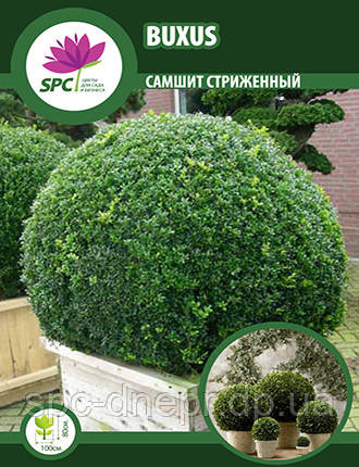 Самшит стрижений "кулька", фото 1