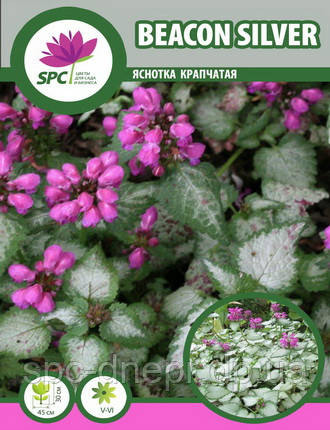 Яснотка Beacon Silver, фото 1