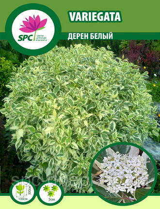 Дерен Variegata, фото 1