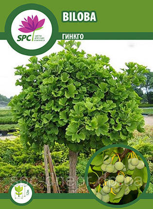 Gingko Biloba, фото 1