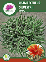 Кактус Chamaecereus silvestrii