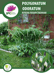 Купена лікарська Polygonatum odoratum