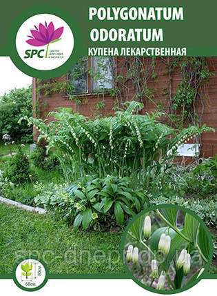Купена лікарська Polygonatum odoratum, фото 1