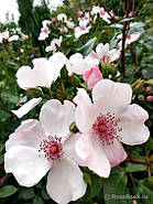 Саджанці троянди Астрономія, фото 3