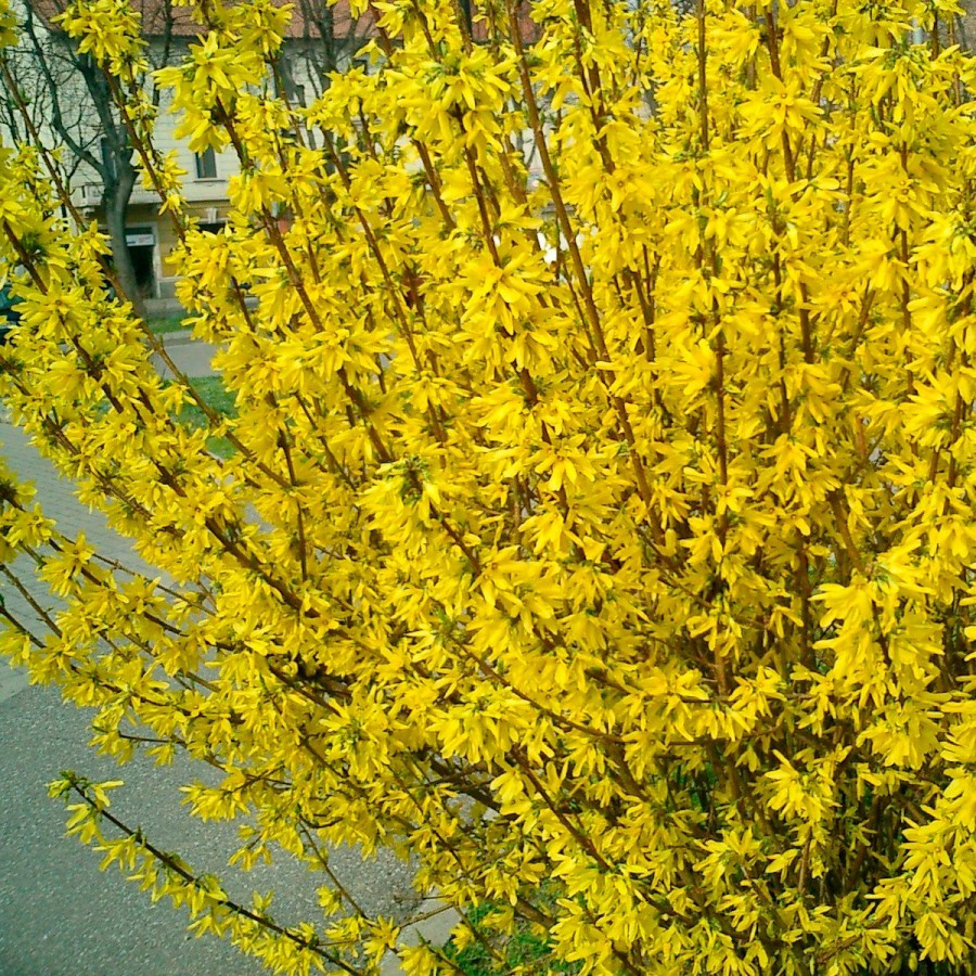 Саджанці Форзиції Європейської (Forsythia europaea) Р9