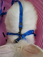 Шлея для дрібних гризунів, щурів, морських свинок, маленьких кроликів (колір в асортименті)